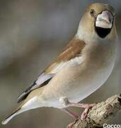 Hawfinch