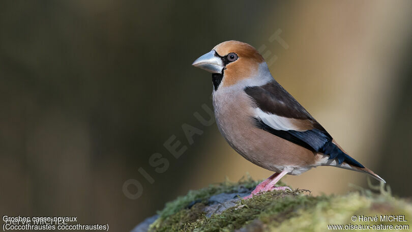 Hawfinch male