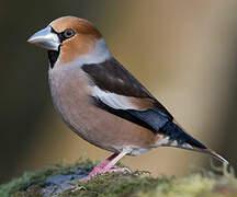 Hawfinch