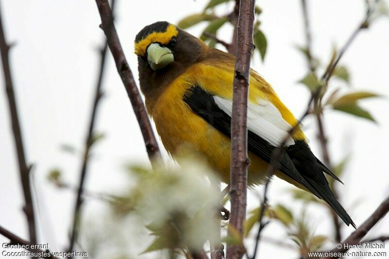 Evening Grosbeak male adult breeding