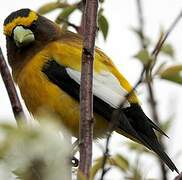 Evening Grosbeak