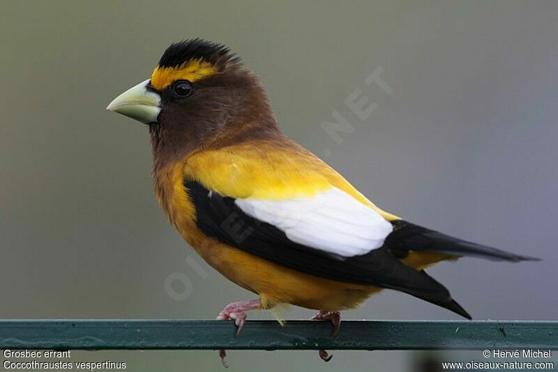 Evening Grosbeak male adult breeding