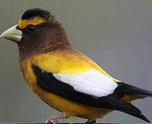 Evening Grosbeak