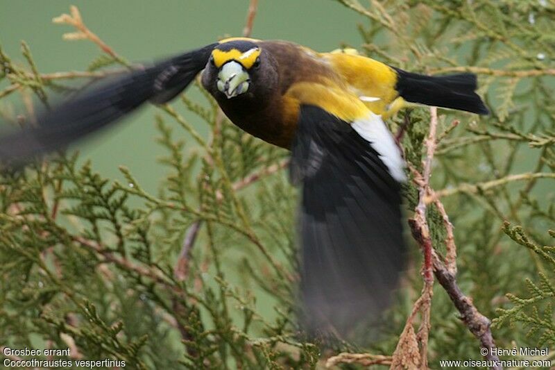 Evening Grosbeak male adult breeding