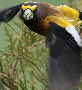 Evening Grosbeak