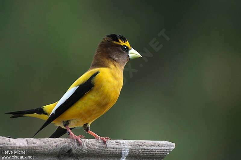 Evening Grosbeak male adult breeding, identification