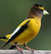 Evening Grosbeak