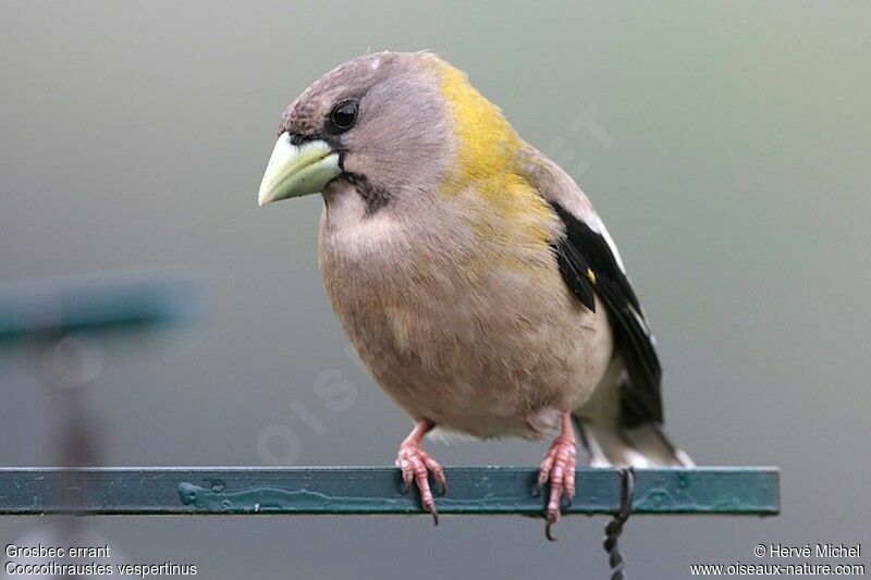 Evening Grosbeak female adult breeding