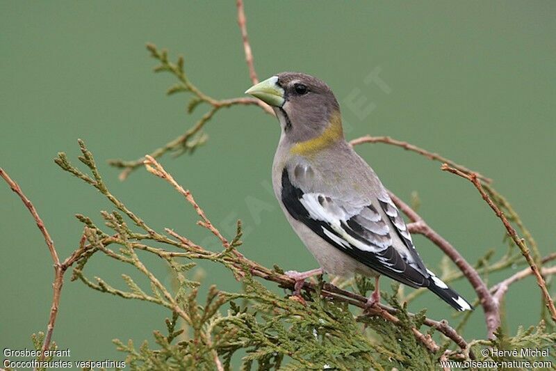 Evening Grosbeak female adult breeding