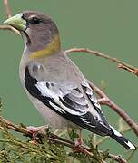 Evening Grosbeak