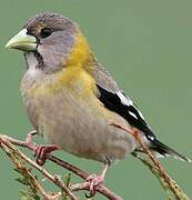 Evening Grosbeak