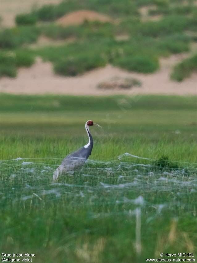 White-naped Craneadult breeding