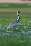 White-naped Crane