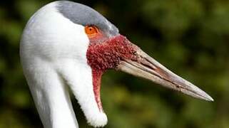 Wattled Crane