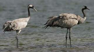 Common Crane