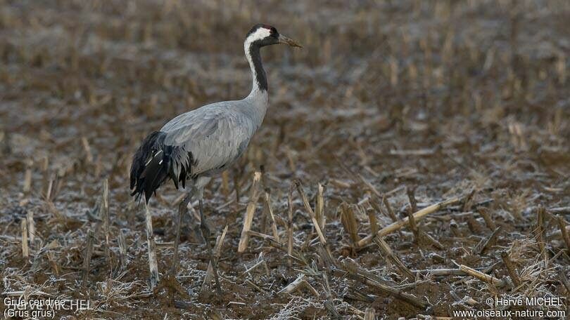 Common Crane