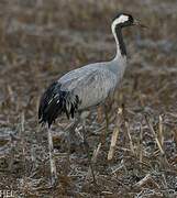 Common Crane