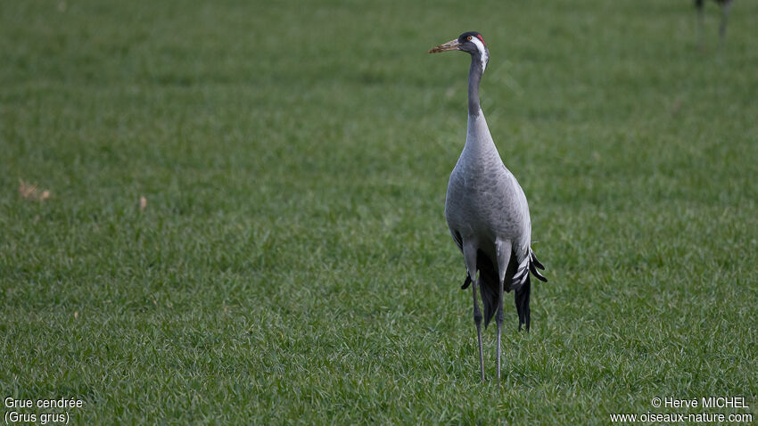 Common Craneadult