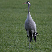 Common Crane