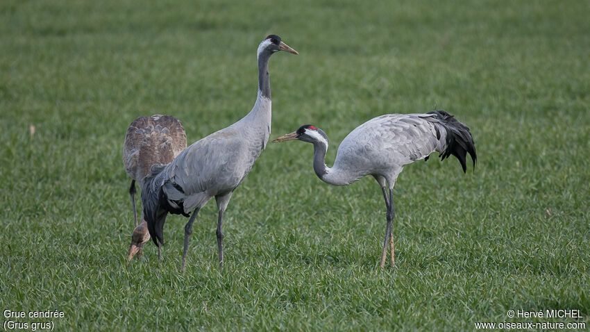 Common Crane