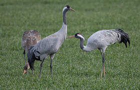 Common Crane