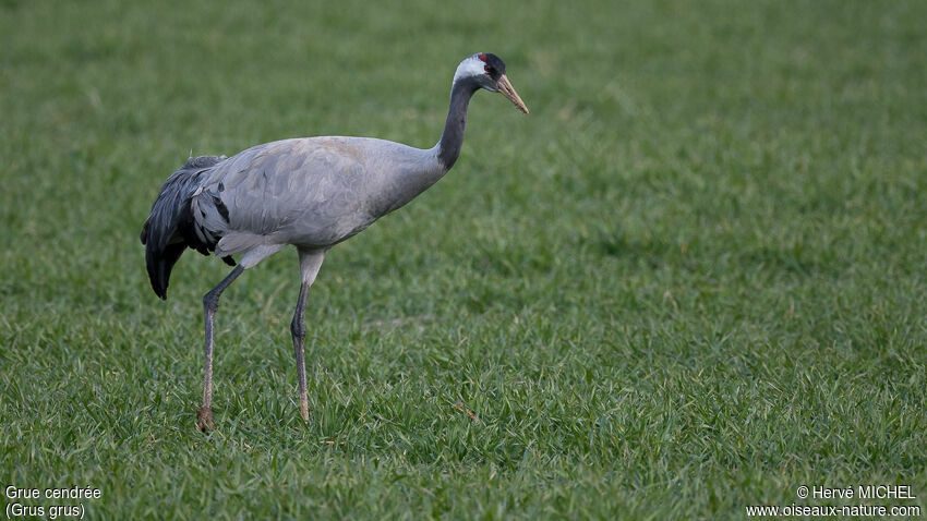 Common Craneadult