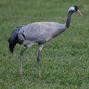 Common Crane