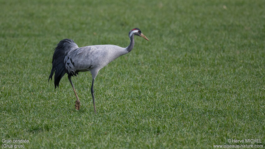 Common Crane