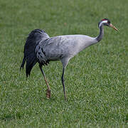 Common Crane