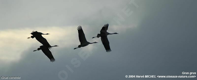 Common Crane