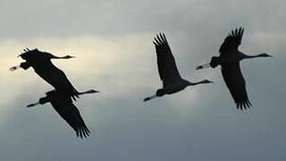 Common Crane