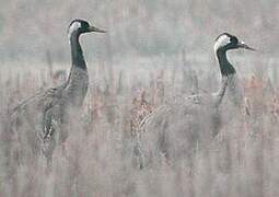 Common Crane