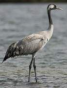 Common Crane