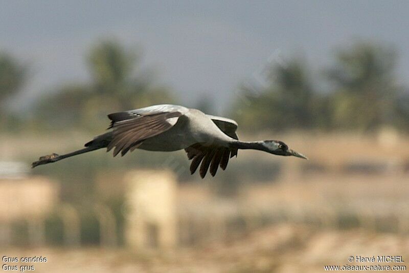 Common Craneadult post breeding, Flight