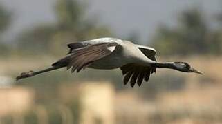 Common Crane