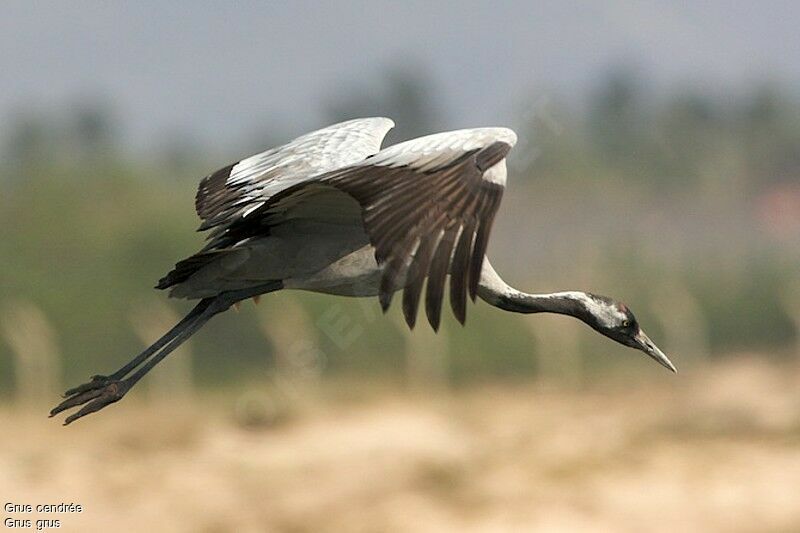 Common Craneadult post breeding, Flight