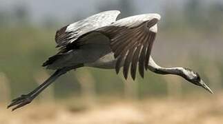 Common Crane