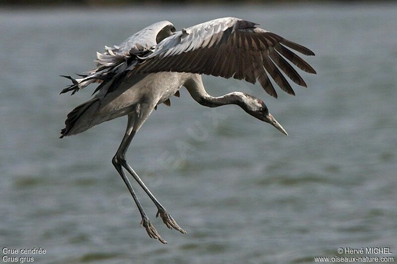 Common Craneadult post breeding, Flight