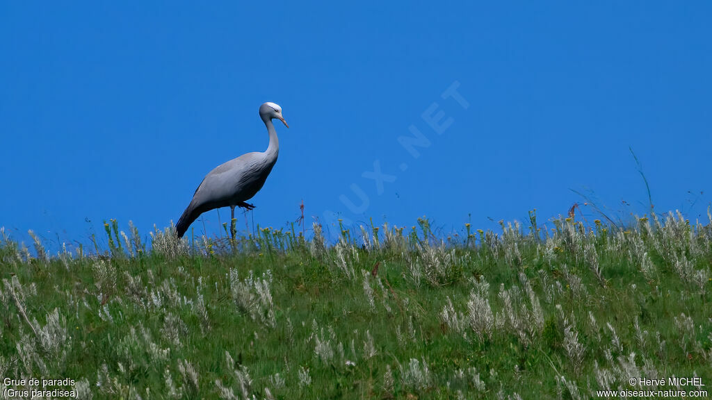 Grue de paradis