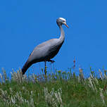 Grue de paradis