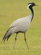 Demoiselle Crane