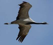 Demoiselle Crane