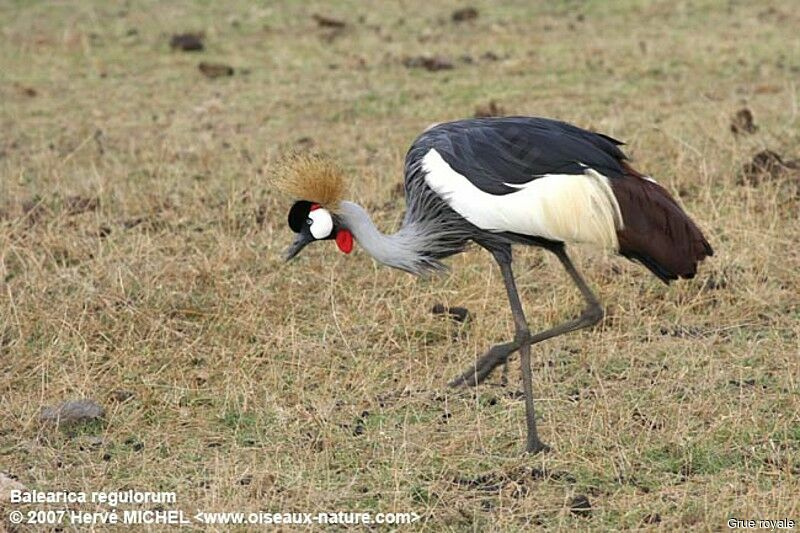 Grey Crowned Craneadult