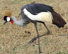 Grey Crowned Crane