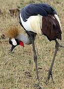 Grey Crowned Crane