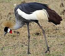 Grey Crowned Crane