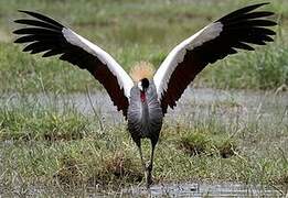 Grey Crowned Crane