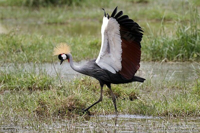 Grey Crowned Crane