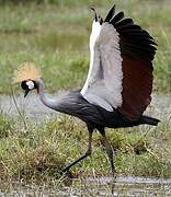 Grey Crowned Crane