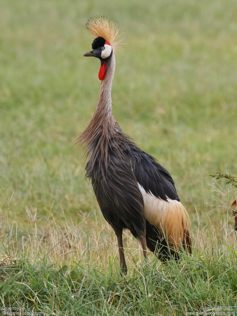 Grey Crowned Craneadult